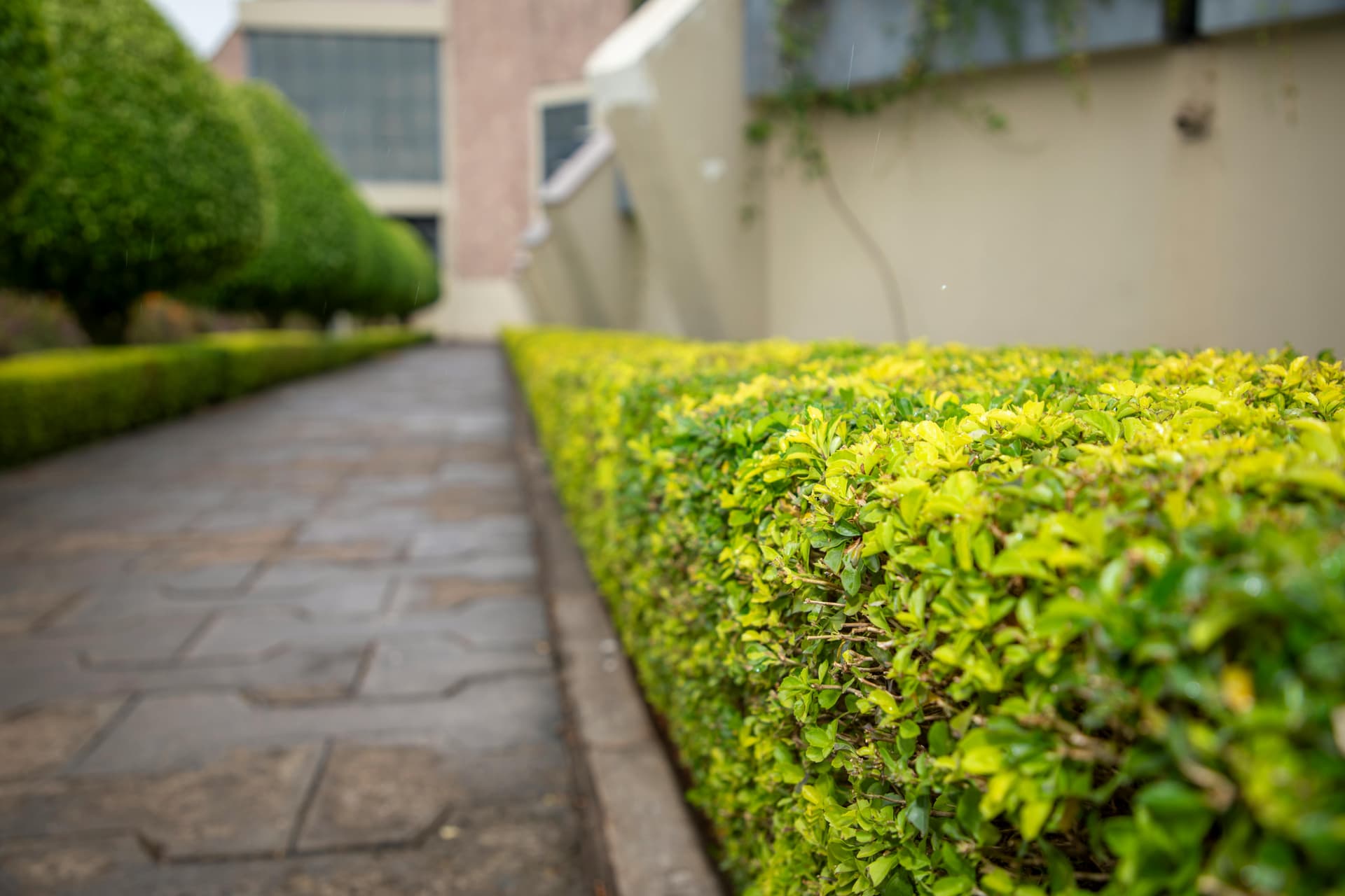 Strauch- & Buschpflege – Green Guard GmbH